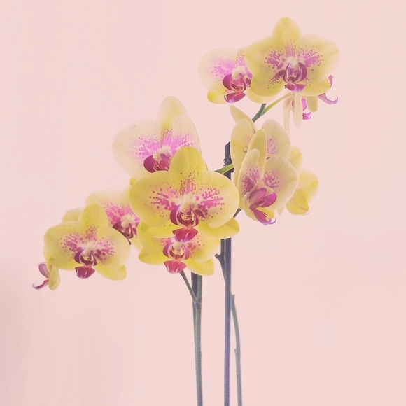 larkandclover
